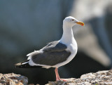 Western Gull (Larus occidentalis)