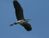 Grey Heron (Ardea cinerea)