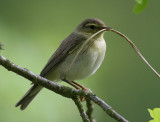 Willow Warbler (Phylloscopus trochilus)