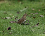 Song Thrush (Turdus philomelos)