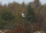 Great Grey Shrike (Lanius excubitor)