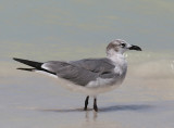 Laughing Gull (Larus atricilla) - sotvingad ms