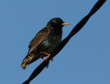 Common Starling (Sturnus vulgaris)