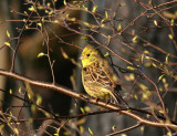 Yellowhammer (Emberiza citrinella)