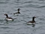 Long-tailed Duck (Clangula hyemalis)