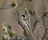 Penduline Tit (Remiz pendulinus)