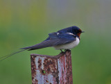 Barn Swallow (Hirundo rustica) - ladusvala