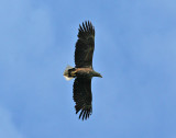 White-tailed Eagle (Haliaeetus albicilla) - havsrn