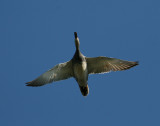 Gadwall (Anas strepera)