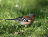 Chaffinch (Fringilla coelebs)