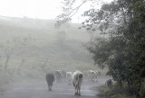 Cows in the mist.jpg