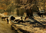 New Forest  Forage