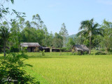 The Rice Field by Antoine