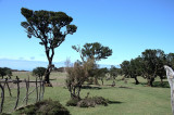 Trees and fence