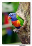 Rainbow Lory