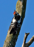 Great Spotted Woodpecker  juv -  Stor Flagsptte Dendrocopos major