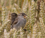 House Sparrow - Grspurv - Passer domesticus