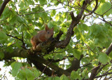 Red Squirrel juv- Egern  - Sciurus vulgaris