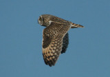 Short-eared Owl - Mosehornugle - Asio flammeus