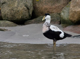 Common Eider - Ederfugl - Somateria mollissima