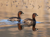 Little Grebe - Lille Lappedykker - Tachybaptus ruficollis
