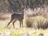 Roe deer - Rdyr - Capreolus capreolus