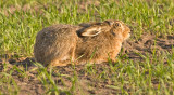 Hare - Hare- Lepus europaeus