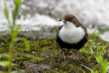 Dipper - Vandstr - Cinclus cinclus