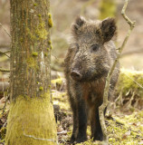 Wild boar juv - Vildsvin - Sus scrofa