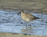 Whimbrel - Numenius phaeopus - Lille Regnspove