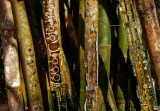 bambood-woodwinds.jpg