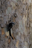 Long-tailed Tit