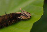 Owl caterpillar