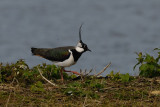 Lapwing