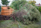 Scratch One Tree