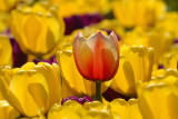 Orange tulip