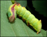 Iron Prominent larva on Birch