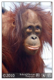 Monkey World 15 15 21 00-01.jpg
