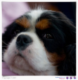 Frodo 1.8.jpg