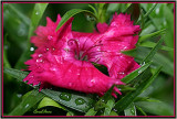 Dianthus Blossom