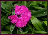 Dianthus Wet