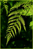 Fern in Oregon