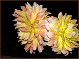 Dahlias in Bloom.jpg