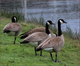 Geese in the rain January 2010