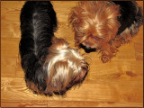 Yorkie brothers Timmy  Tedley