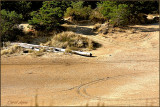 Sand Dunes  Southern Oregon Coast.jpg