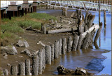 Low Tide Port of Siuslaw