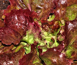 Lettuce Many Colors 1200.jpg