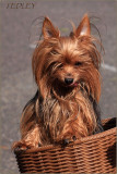 Yorkie Brothers Tiggy & Tedley Having Fun