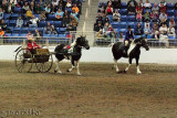 2010-01-15 Spotted Draft Horse 025.jpg